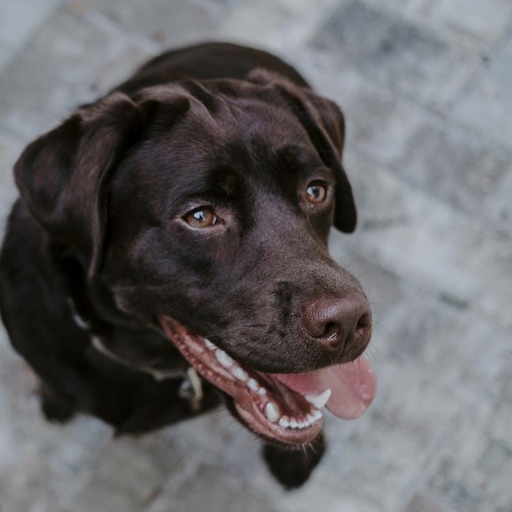 Lena Rossi, Lead Design Curator at BotaniLumiCentra, reviewing corporate floral arrangements